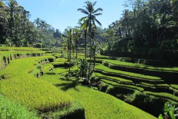 Ubud